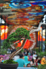 bonsai