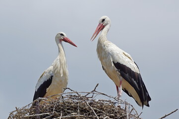 A pair of white storks in their home