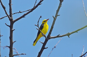Eurasian Golden Oriole.  Oriolus oriolus