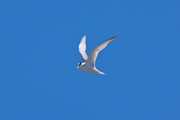 Fototapeta premium little tern .Sternula albifrons