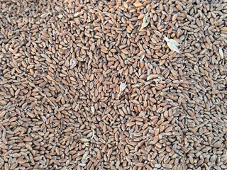 background of buckwheat. Ukrainian wheat harvest. Grains in close-up.