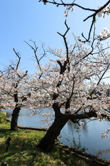 Old cherry trees blooming - Ueno park, Tokyo