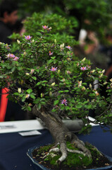 bonsai