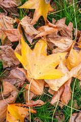 Autumn Leaf on Verdant Background Natures Simple Elegance