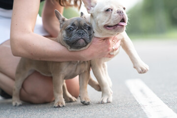 A beautiful purebred French Bulldog is having fun in the park.