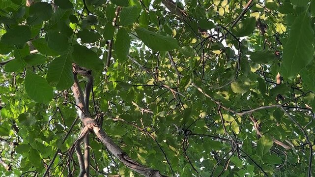 summer green walnut tree background. High quality FullHD footage