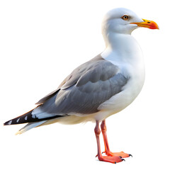 A wonderful seagull on white background