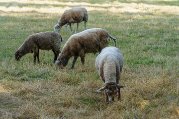 Sommerzeit im Münsterland