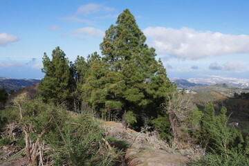 Kiefer und Landschaft an der Caldera de los pinos de Galdar auf Gran Canaria