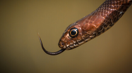 close up of a snake
