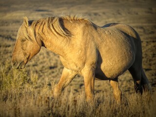 Wild Mustang Stallion Palomino Butch of Sand Wash Basin Colorado