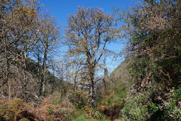 Wald im Barranco de la Virgen auf Gran Canaria