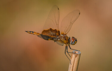 dragonfly on a branch