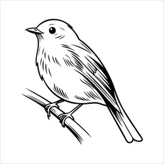 A detailed illustration of a small bird perched on a branch. The bird has a round body, short tail, and delicate features, showcasing its feathers clearly.