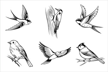 A collection of six hand-drawn birds in various poses. Includes a swallow, woodpecker, and other small songbirds. The style is simple and illustrative.