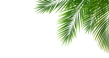 Tropical Palm Branch With White Background