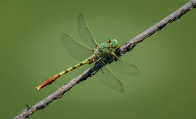 dragonfly on a leaf