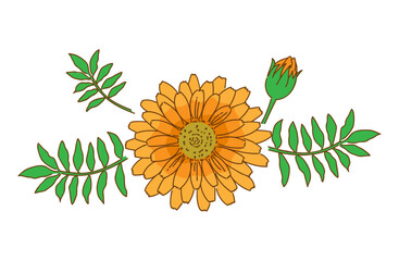 マリーゴールド(キンセンカ)の手描きイラスト02