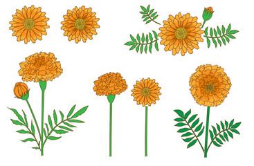 マリーゴールド(キンセンカ)の手描きイラストセット