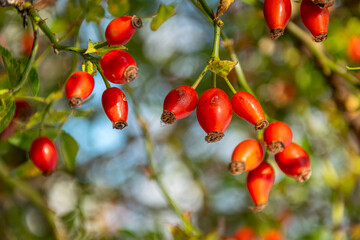 Wild Rose Hips in Sunlight Countryside Natural Beauty