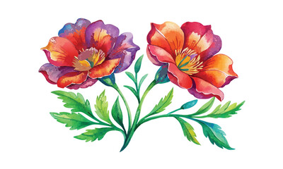 Obraz premium two Lechenaultia flower watercolor illustration on white isolated background