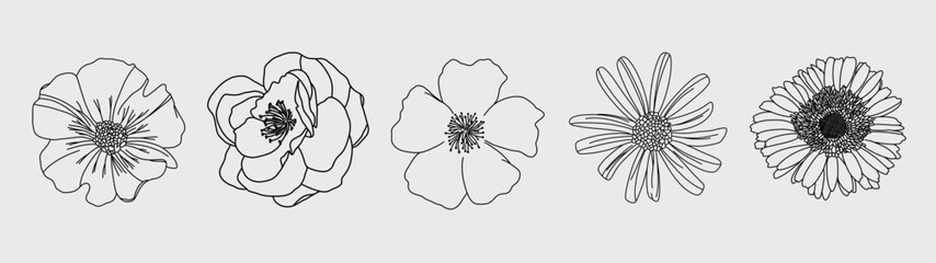 Collection of Five Beautiful Single Floral Lineart Illustration