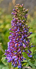 Intense violet hanging flower.