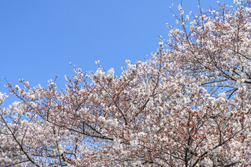 Sakura beauty in spring season