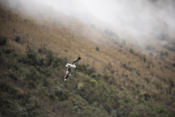 Parque Nacional Cajas en la Provincia de Azuay en Cueca, Ecuador. Una especie de paramo con diversidad de animales, senderos que atraviesan bosques nubosos de hoja perenne y sus cientos de lagunas.