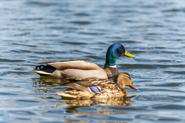 Duck swims in the pond.