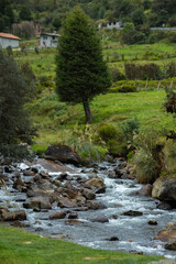 Parque Nacional Cajas en la Provincia de Azuay en Cueca, Ecuador. Una especie de paramo con diversidad de animales, senderos que atraviesan bosques nubosos de hoja perenne y sus cientos de lagunas.
