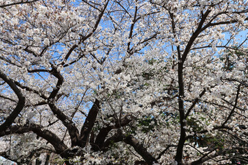 Old Japanese cherry tree in blossom