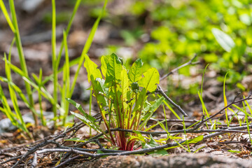 Dandelion leaves in April. Healthy food. On the meadow