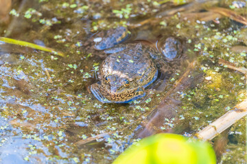A large green frog sits in the marsh.