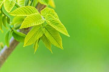 Nature of green leaf in garden at summer. Natural green leaves plants using as spring background cover page environment ecology