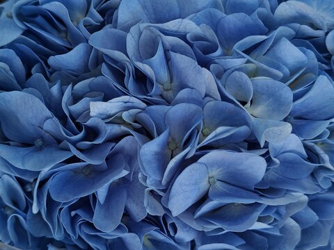 close up vibrant blue hydrangeas, beautiful full bloom
