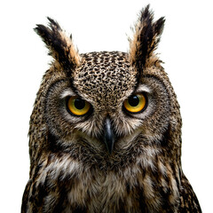 Obraz premium Detailed image of a majestic great horned owl showcasing intricate feathers piercing yellow eyes and prominent ear tufts symbolizing nocturnal wisdom