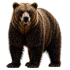 Obraz premium Powerful wild brown bear on thick fur intense gaze and strong stance embodying wilderness strength and beauty