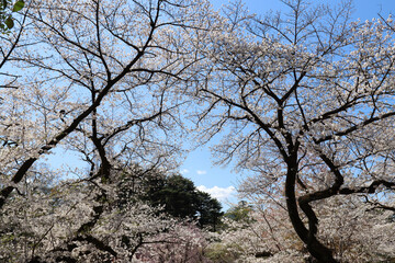 Big old cherry trees in blossom