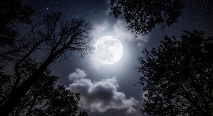 Full moon illuminates starry sky through silhouetted tree branches