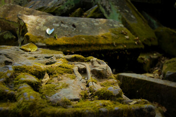Photograph of mossy rock in Siem Reap, Cambodia