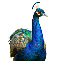 Naklejka premium Vibrant peacock showing off iridescent blue and green plumage with detailed feather eyespots elegant neck and proud posture symbolizing beauty and courtship