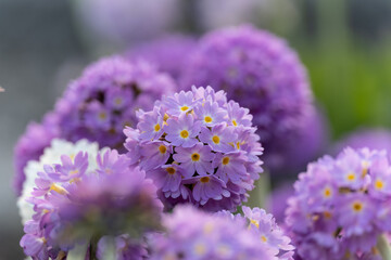 Primula denticulata purple in springtime. Pink Primula denticulata (Drumstick Primula) in garden