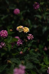 A delicate butterfly rests on colorful Mediterranean flowers in Aegina, Greece. The image captures the peaceful essence of nature, with vivid hues of pink, yellow, and green in a lush garden setting