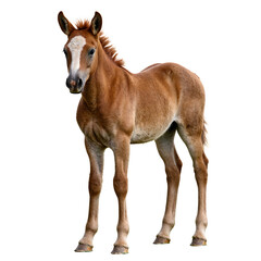 Obraz premium A vibrant portrait capturing the essence of a young wild stallion foal with bright eyes fine baby fur and a curious expression full of promise