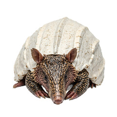 Obraz premium Close up of a wild armadillo displaying textured armored plates with natural ridges small eyes and snout showcasing its unique protective adaptations
