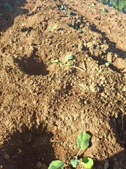 Newly planted cabbage plants are approximately 3 days old from planting.