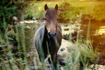 Naklejka premium Dartmoor Pony