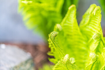 Natural green young ostrich fern or shuttlecock feron each other