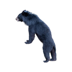 Black bear standing on a white background.